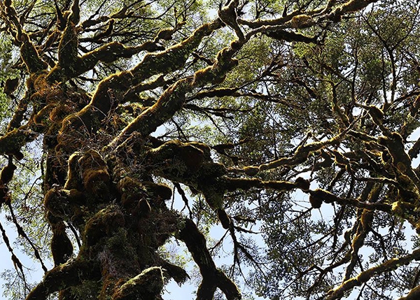 葫蘆島林業(yè)建設(shè)項目方案編制